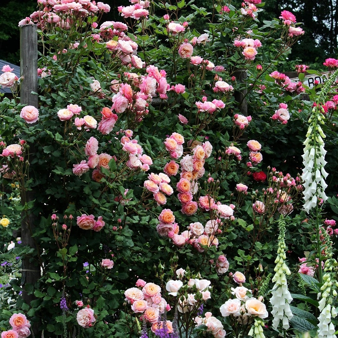 バラ苗 予約新苗 2026 プリ PJ ルドゥーテ Prix P.J. Redoute