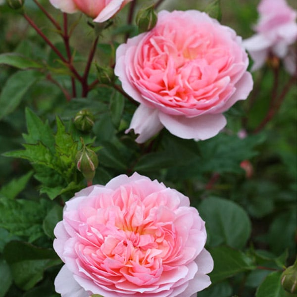 朝比野文雄　10号薔薇 日野 皖 『薔薇』 油絵・油彩画 F10(10号) 【絵画/洋画/花/送料