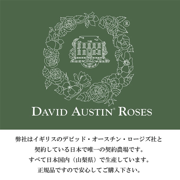 朝比野文雄　10号薔薇 薔薇刑（二十一世紀版） / Ordeal by Roses（21st Century