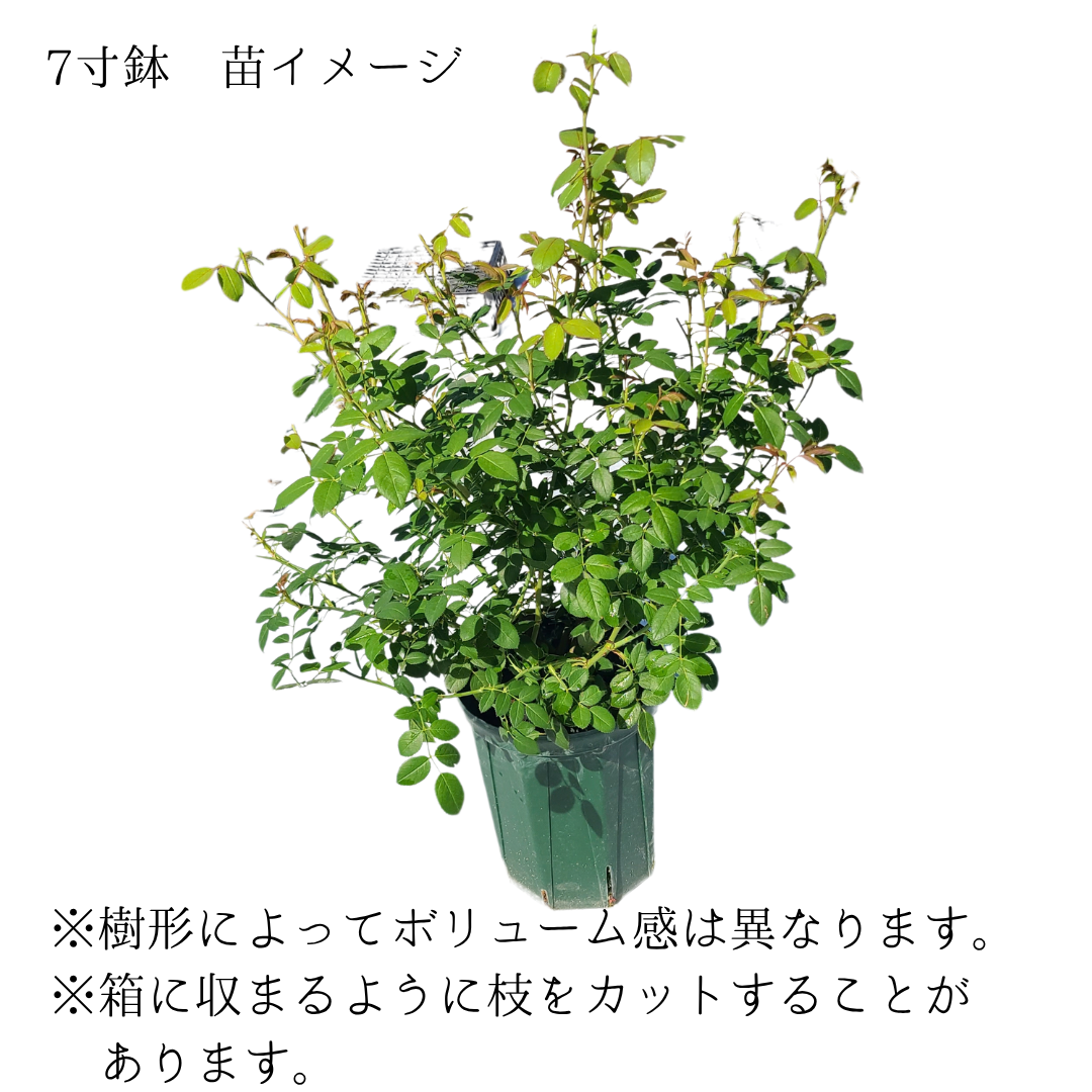 バラ苗 3年生株（7寸鉢） ヴァネッサ ベル Vanessa Bell 国産