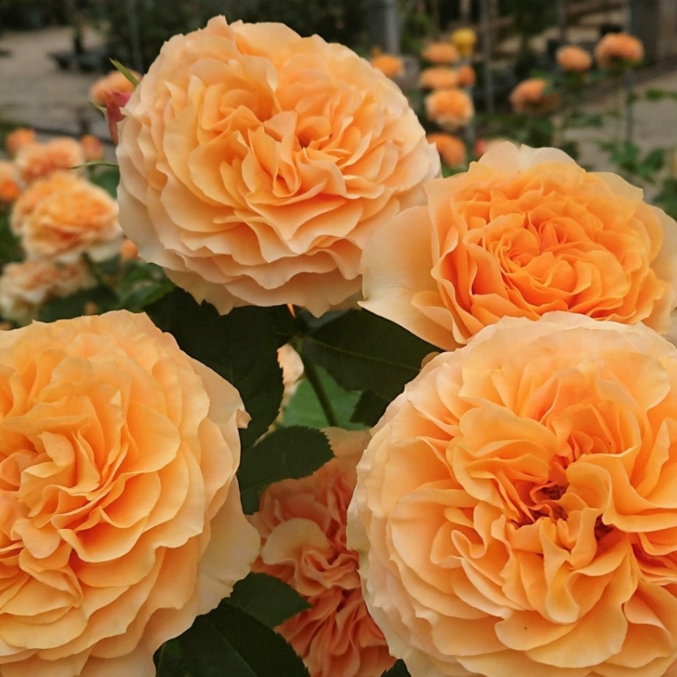 専用作ります☆コメント下さい✦バラ苗✦ꕥ。.予約ꕤ‿ꕤ.。 😉🩷