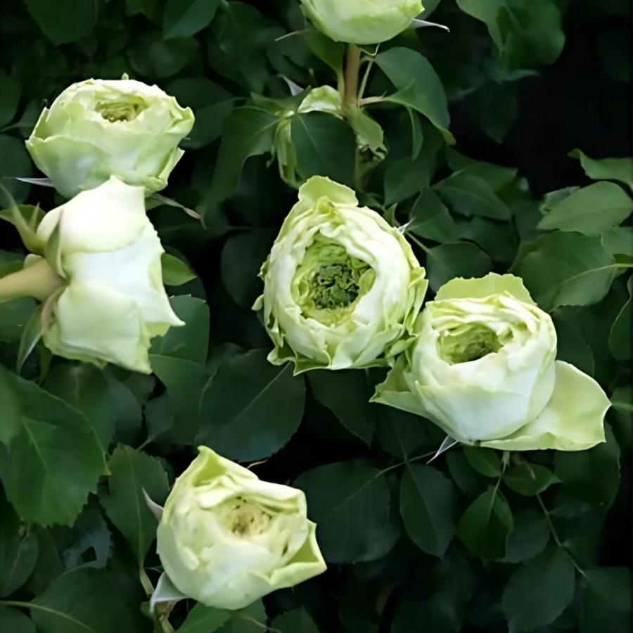 バラ苗 バラ苗 鉢植え6寸 2025 ラ テール ヴェール La Terre Verte 国産