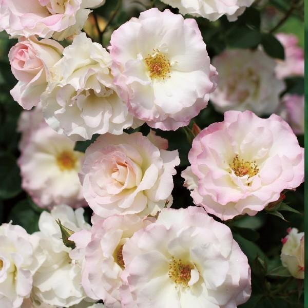 バラ苗 予約新苗 2026 マチルダ Matilda 国産ノイバラ台木使用 | 予約