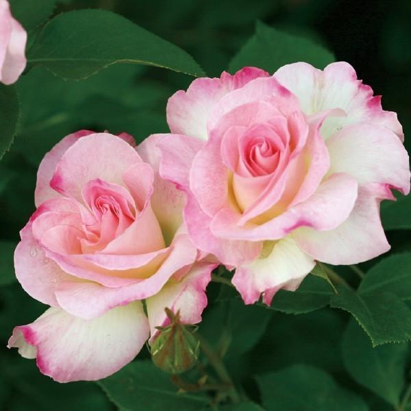 2_000000004639.jpg?1755071392