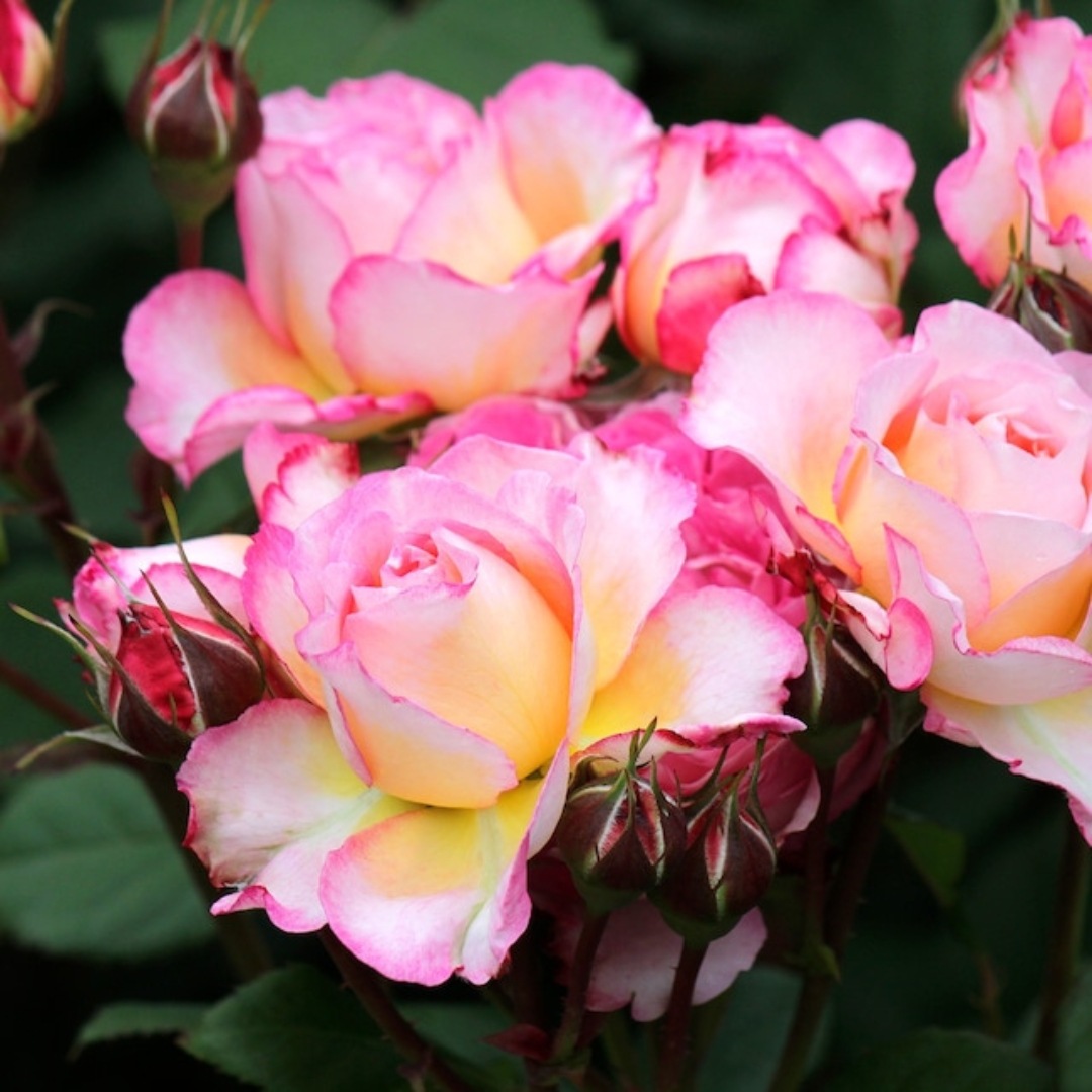 Noelさま専用　バラ苗3品 楽天市場】バラ苗【中苗】ステンレススチール 国産苗 6号鉢植え