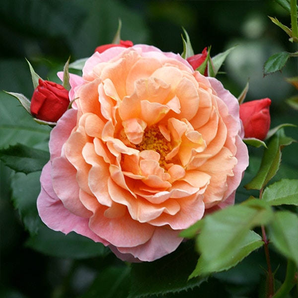 バラ苗 図鑑 ウーメロ Umilo 国産ノイバラ台木使用 | ブランドから探す