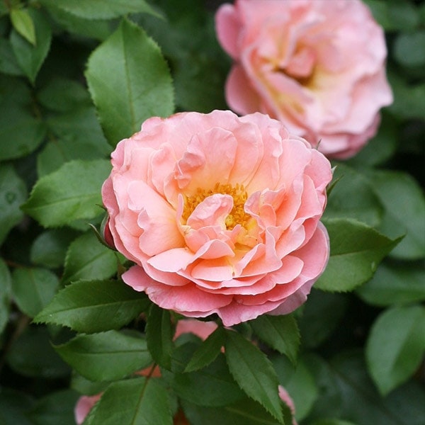 バラ苗 図鑑 ウーメロ Umilo 国産ノイバラ台木使用 | ブランドから探す