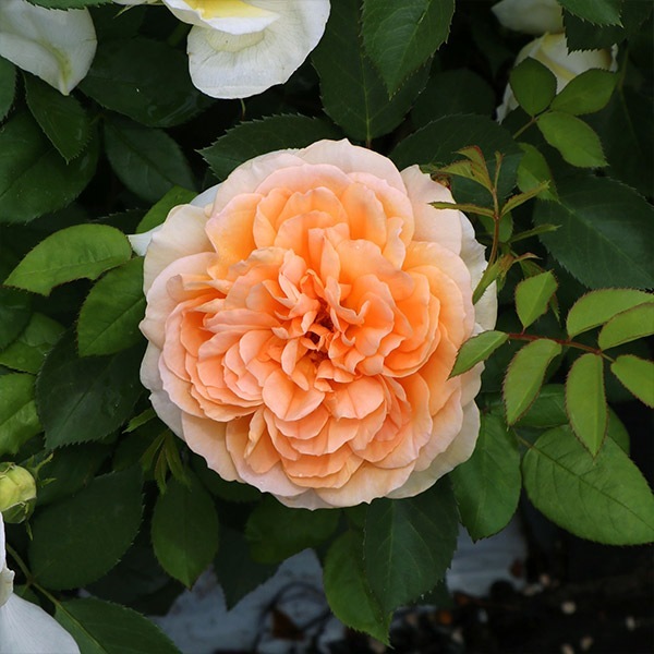 ❀ご購入前にコメントお願い致します❀　バラ　苗　1550 ❀ご購入前にコメントお願い致します❀ バラ 苗 小苗 - メルカリ