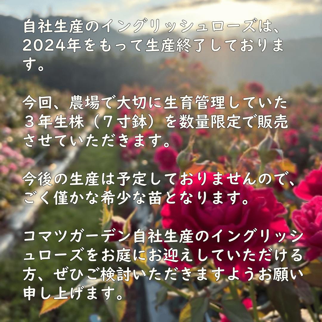 バラ苗 3年生株（7寸鉢） ウィズレー2008 Wisley2008 国産ノイバラ台木