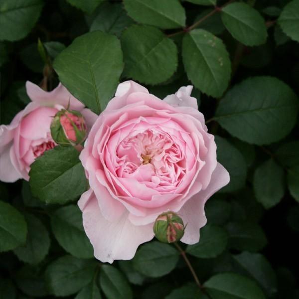 薔薇　3号 日本花キ流通 予約販売 ミニバラ フレグランス 3号ポット