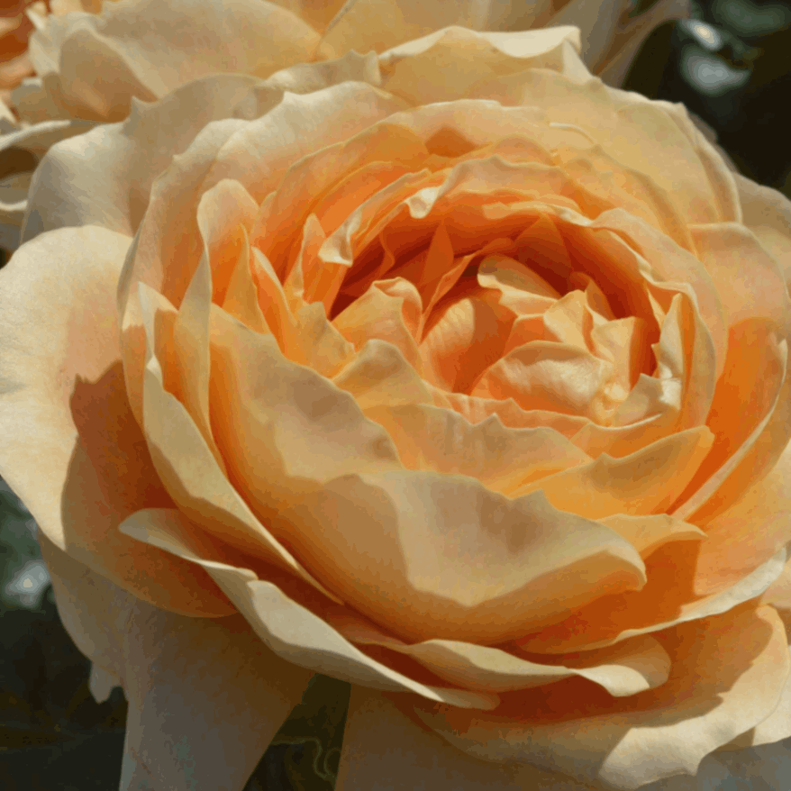 キャラメルアンティーク FINEROSE ☆バラ 品種名：キャラメルアンティーク 開花