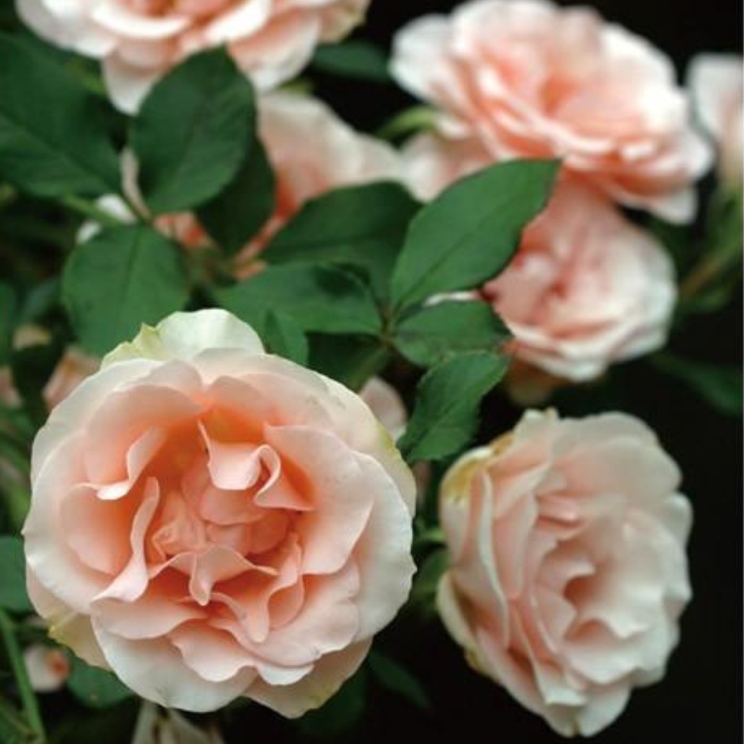 バラ苗 予約新苗 2026 ミセス アイリス クロー Mrs. Iris Clow 国産