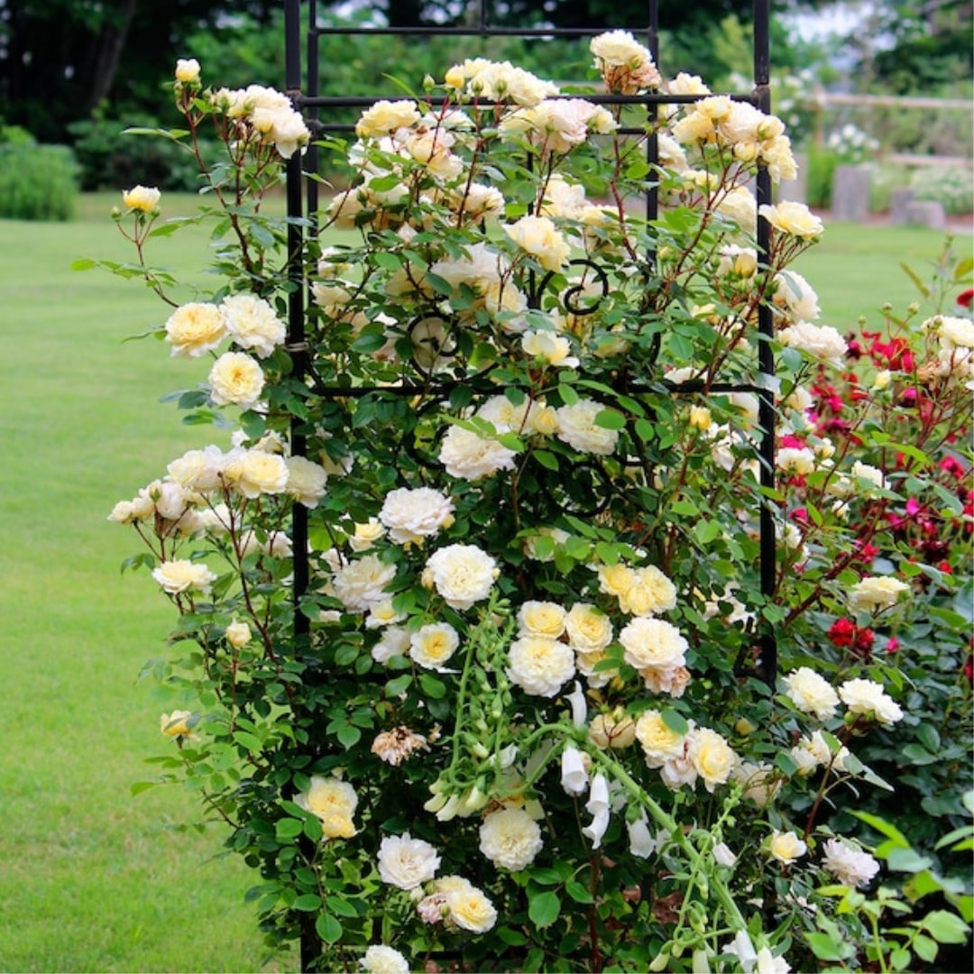 バラ苗 予約新苗 2026 マルク アントン シャルポンティエ Marc Antoine