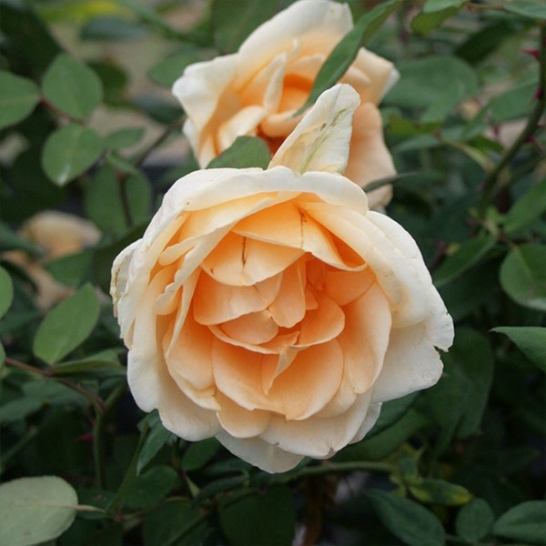 バラ苗 図鑑 レディ ヒリンドン Lady Hillingdon 国産ノイバラ台木使用