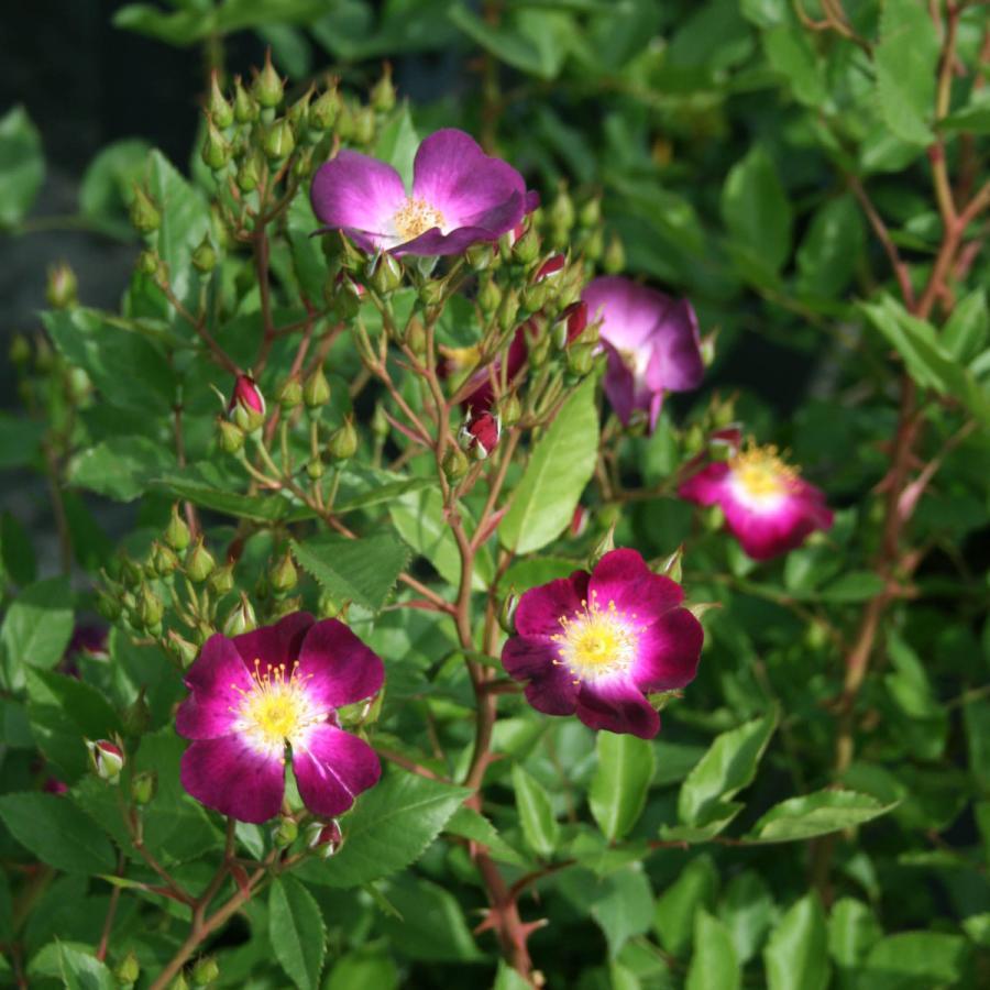 バラ苗 長尺苗 パルフェ タムール Parfait Amour 国産ノイバラ台木使用 バラ苗 長尺苗 パルフェ タムール Parfait Amour 国産ノイバラ台木使用