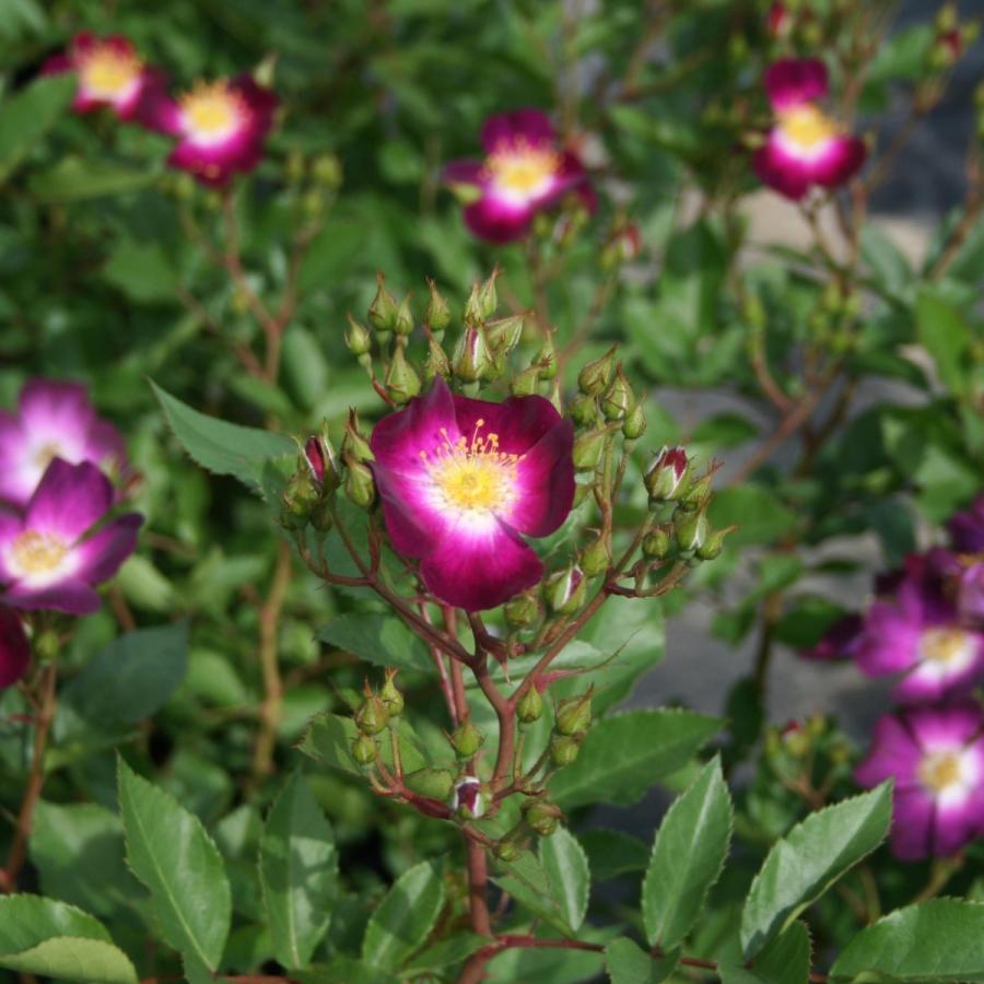 バラ苗 長尺苗 パルフェ タムール Parfait Amour 国産ノイバラ台木使用