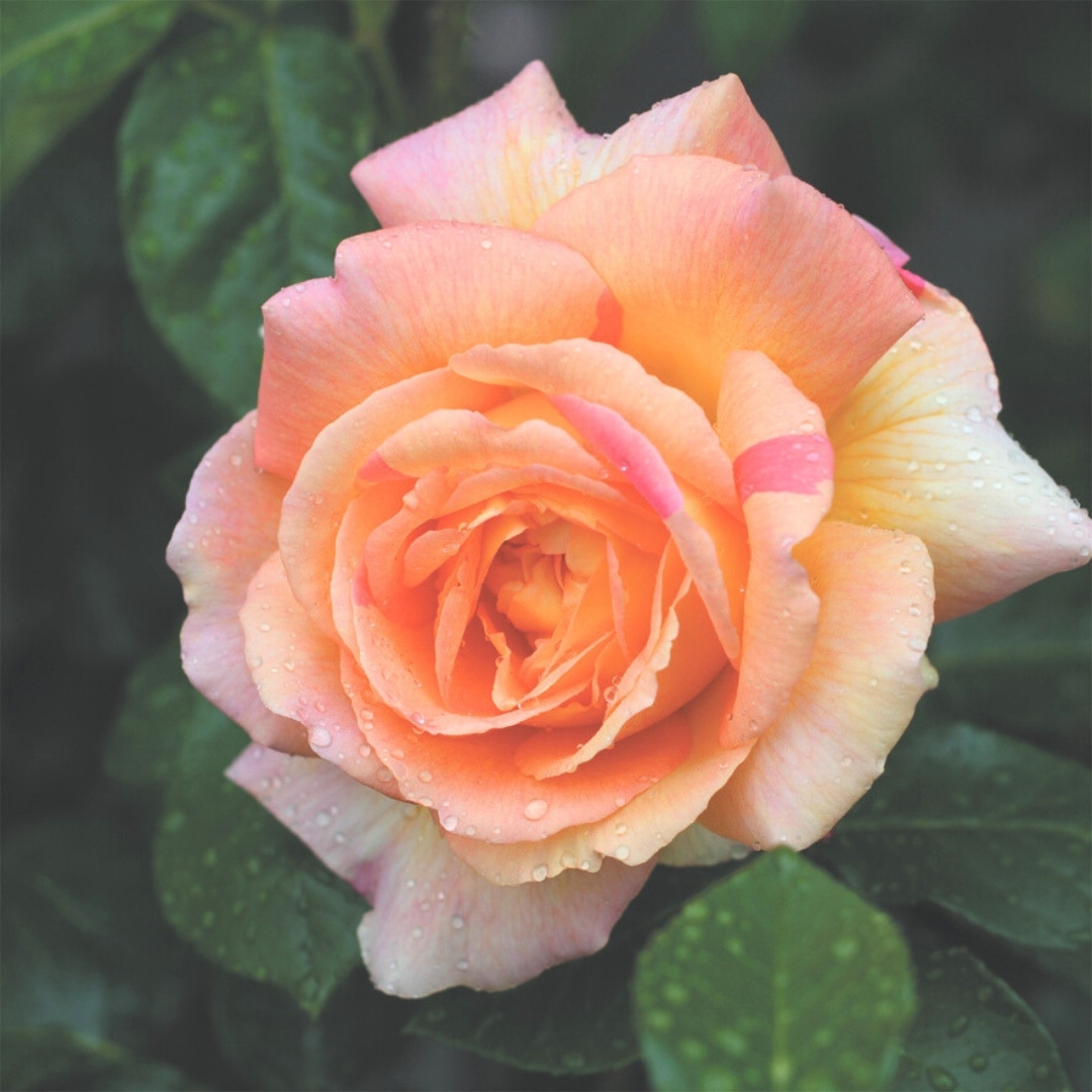 ザマイラ ◎ 化粧品 / バラ売り / 中古 楽天市場】予約販売 バラ苗 バラ大苗 中輪 ザンブラ'93 四季咲き 薔薇