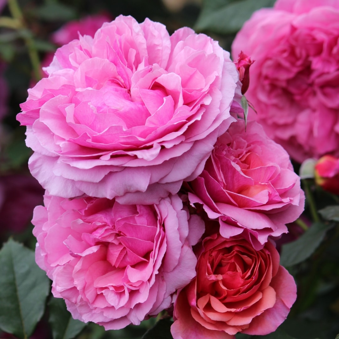 1_000000004741.jpg?1755155114