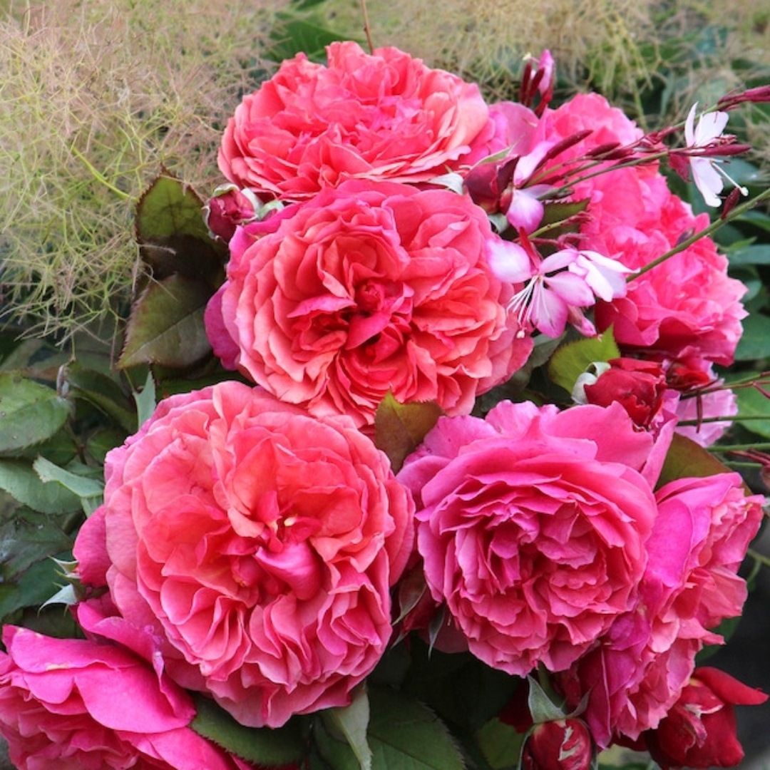 バラ苗 予約新苗 2026 ラデュレ Laduree 国産ノイバラ台木使用 | 予約