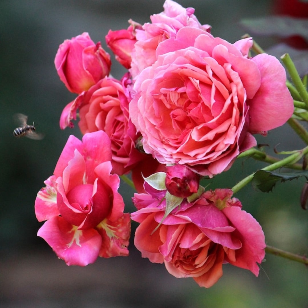 レア♡入手困難♡ ラデュレ アニバーサリー ローズ ラデュレ101 ♡リズリサ♡ レア♡入手困難♡ ラデュレ アニバーサリー ローズ ラデュレ101