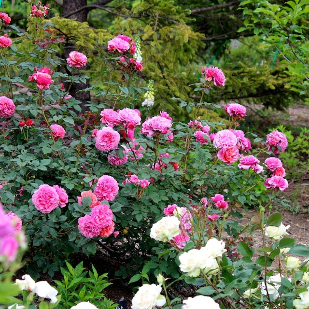 バラ苗 予約新苗 2026 ラデュレ Laduree 国産ノイバラ台木使用 | 予約