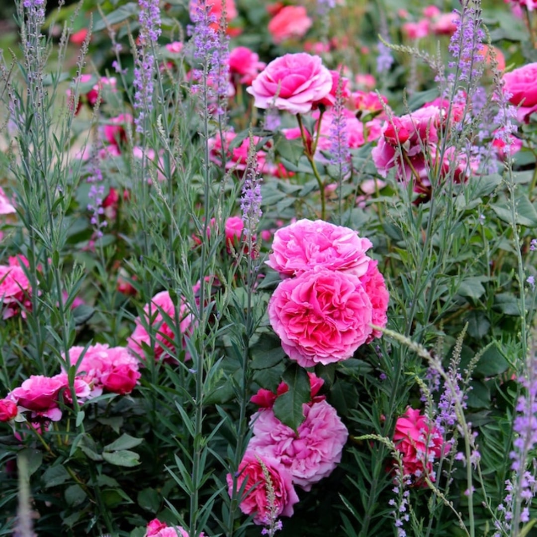 コスパ最強★超超超希少★ディオーン・エデュレ・パルマソラ★実生苗9株おまかせ発送 相原バラ園 / ＊ラデュレ（ギョー）【冬苗】