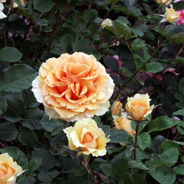 バラ苗 図鑑 インドラ Indra 国産ノイバラ台木使用 | すべての商品