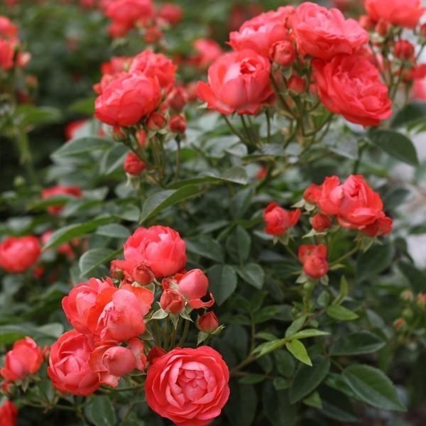 バラ苗 予約大苗 2026 珠玉 しゅぎょく Shugyoku 国産ノイバラ台木使用