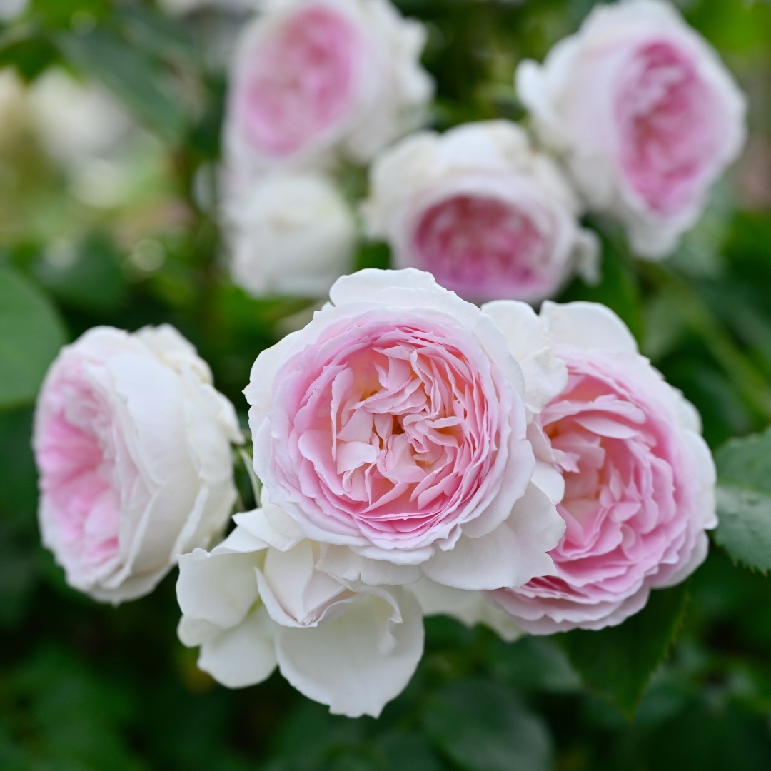 バラ苗 予約大苗 2026 クルール デ ラムール Couleur de l'amour 国産