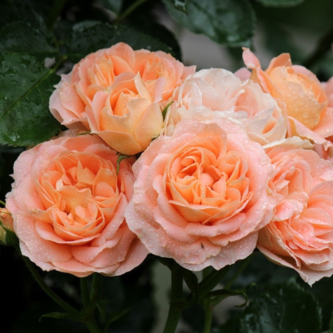 1_000000004742.jpg?1755155184