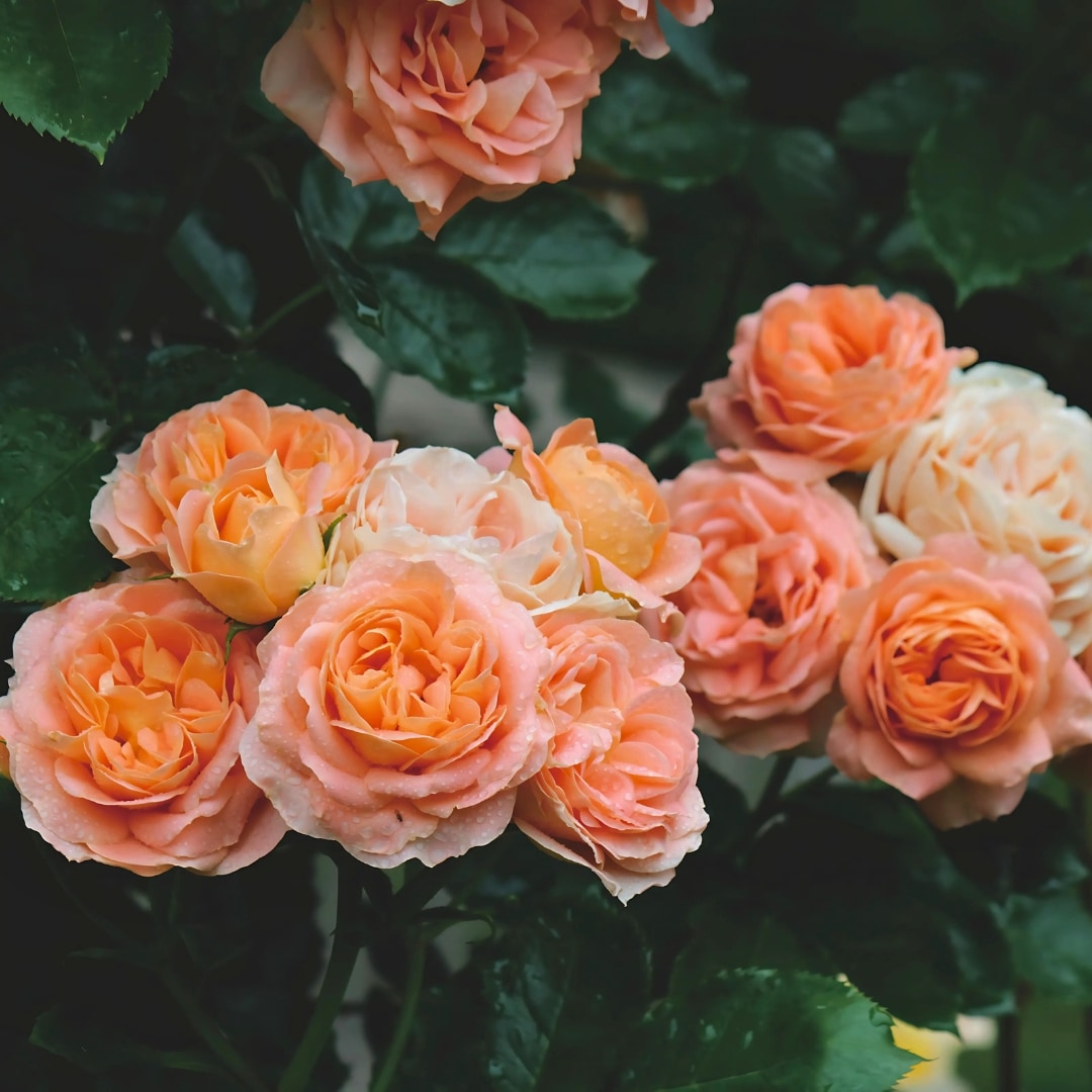 バラ苗 予約新苗 2026 サマー ドリーム Summer Dream 国産ノイバラ台木