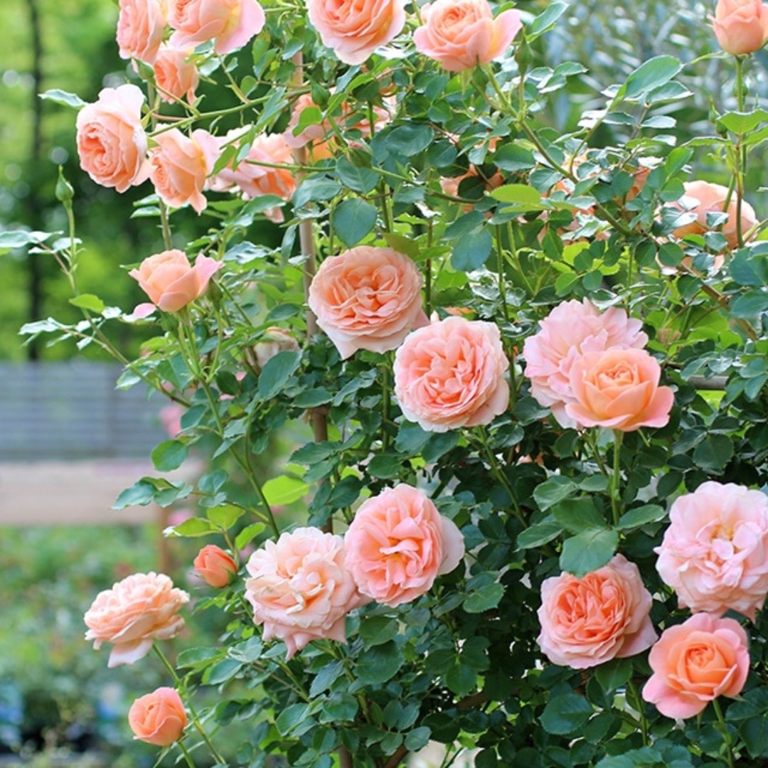 バラ苗 予約新苗 2026 サマー ドリーム Summer Dream 国産ノイバラ台木