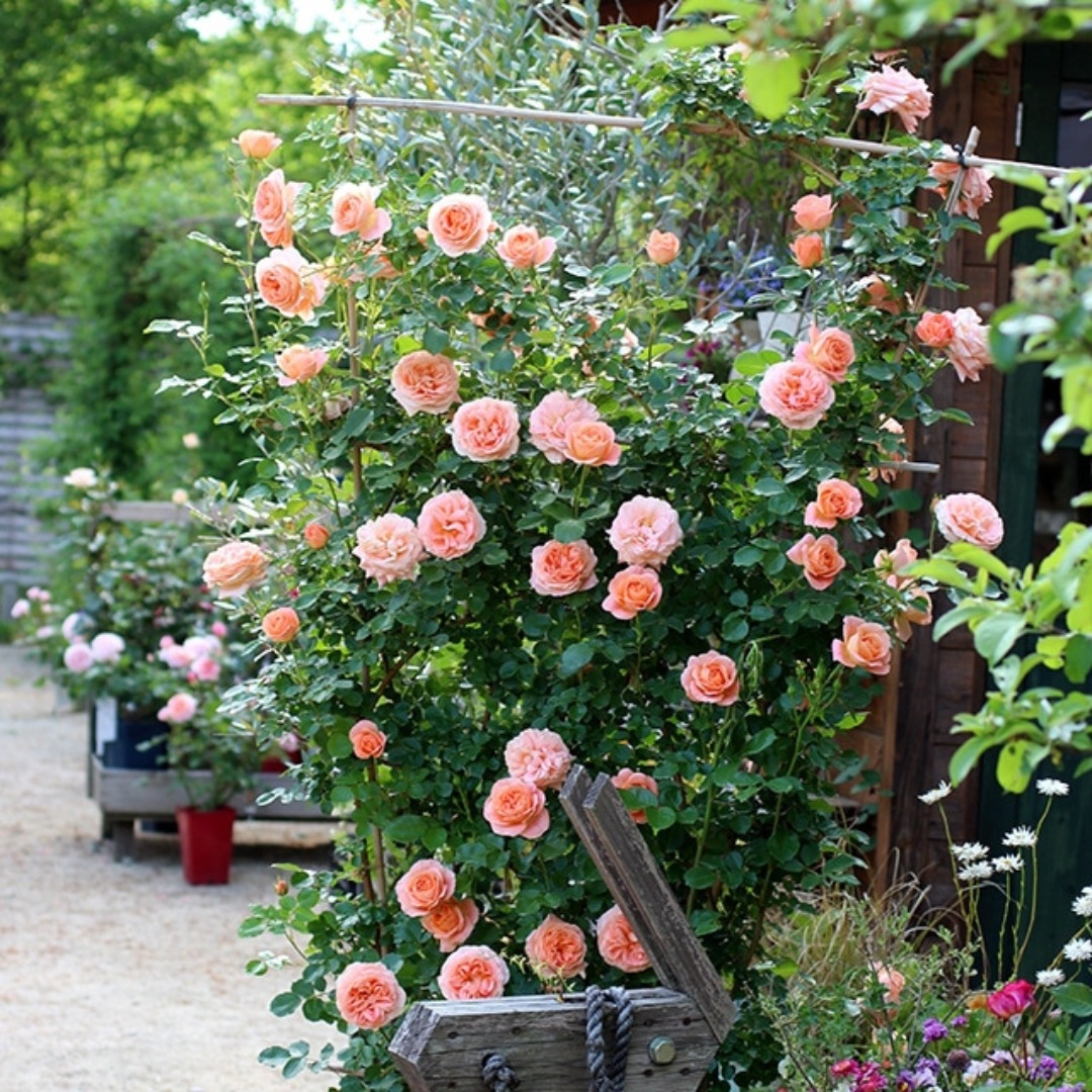 バラ苗 予約新苗 2026 サマー ドリーム Summer Dream 国産