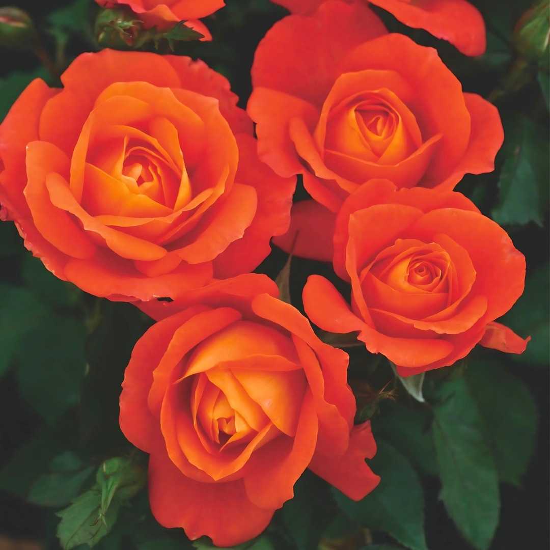 バラ苗 予約新苗 2026 スーパー トローパー Super Trouper 国産