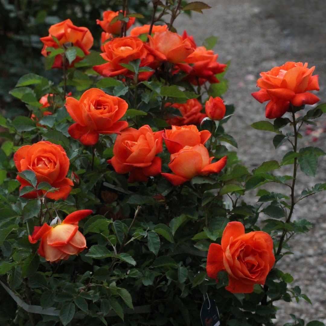 バラ苗 予約新苗 2026 スーパー トローパー Super Trouper 国産