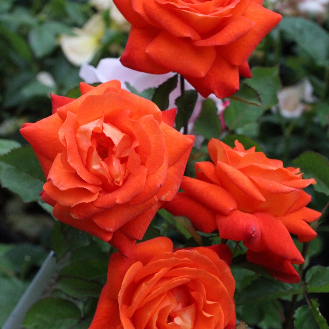 バラ苗 予約新苗 2026 スーパー トローパー Super Trouper 国産