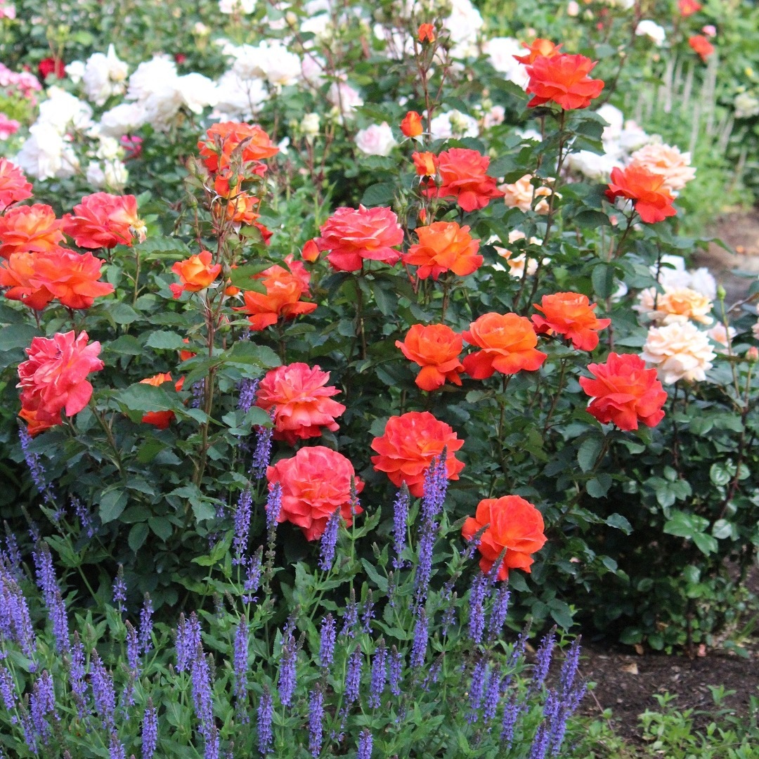 バラ苗 予約新苗 2026 スーパー トローパー Super Trouper 国産