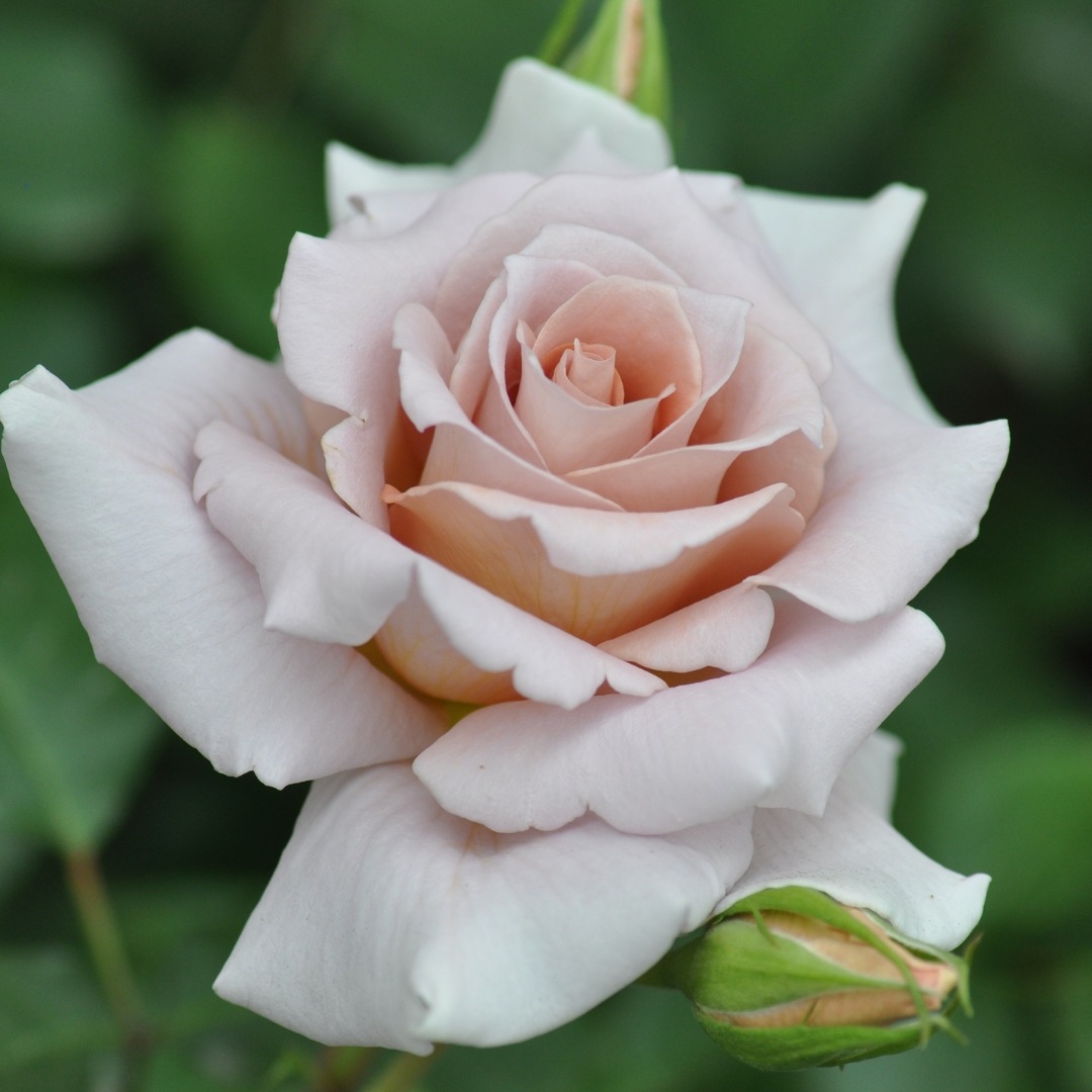 バラ苗 予約大苗 2027 ローズ ドラジェRose dragiée 国産ノイバラ台木