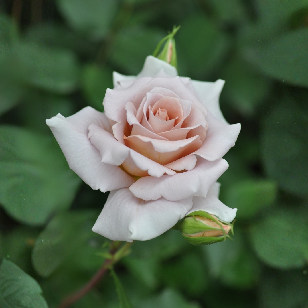 バラ苗 予約大苗 2027 ローズ ドラジェRose dragiée 国産ノイバラ台木