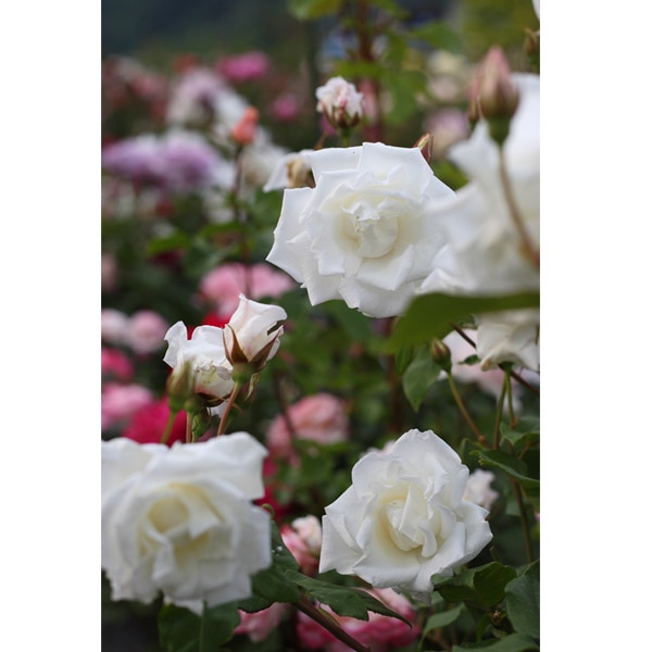 最終値下げ❗オーダーハンドメイドプリンセス ウォールミラー /バラの彫刻ホワイト バラ苗 図鑑 ミセス ハーバート スティーブンス Mrs Herbert Stevens