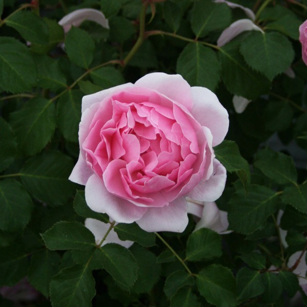 バラ苗 図鑑 メイド マリオン Maid Marion 国産ノイバラ台木使用