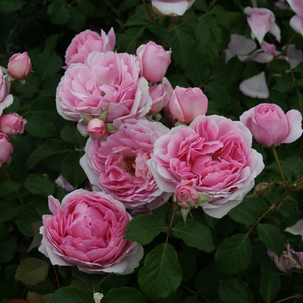 バラ苗 図鑑 メイド マリオン Maid Marion 国産ノイバラ台木使用