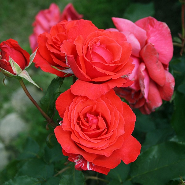 レア　❀同梱専用❀2550円　バラ　苗　♡♡ふぇいと バラ苗 図鑑 ドゥフトボルケ Duftwolke 国産ノイバラ台木使用 | すべて