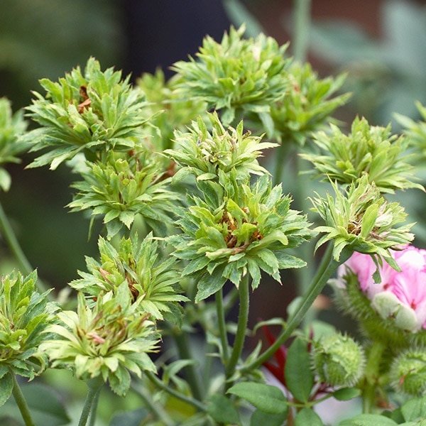 バラ苗 図鑑 グリーン ローズ Green Rose 国産ノイバラ台木使用 | 系統