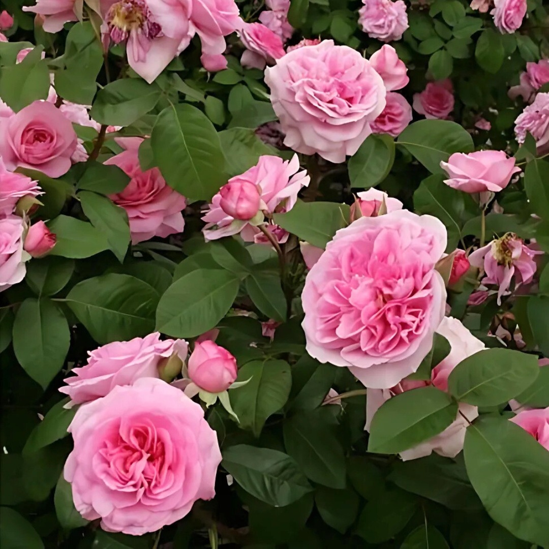 バラ苗 鉢植え6寸 2025 ガートルード ジェキル Gertrude Jekyll