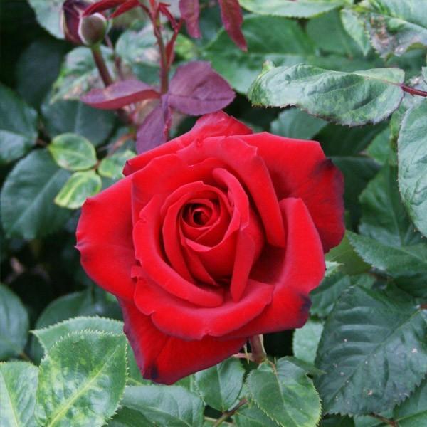 情熱的で印象的な赤の薔薇モチーフのラテンセットアップ 1枚単位】ビビットカラー 情熱の赤 薔薇のネックレス 刺繍