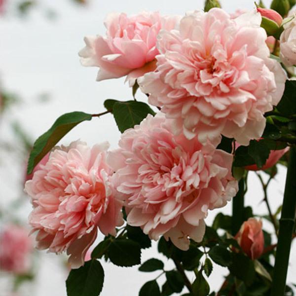 バラ苗 予約大苗 2026 アルベルティーヌ Albertine 国産ノイバラ台木