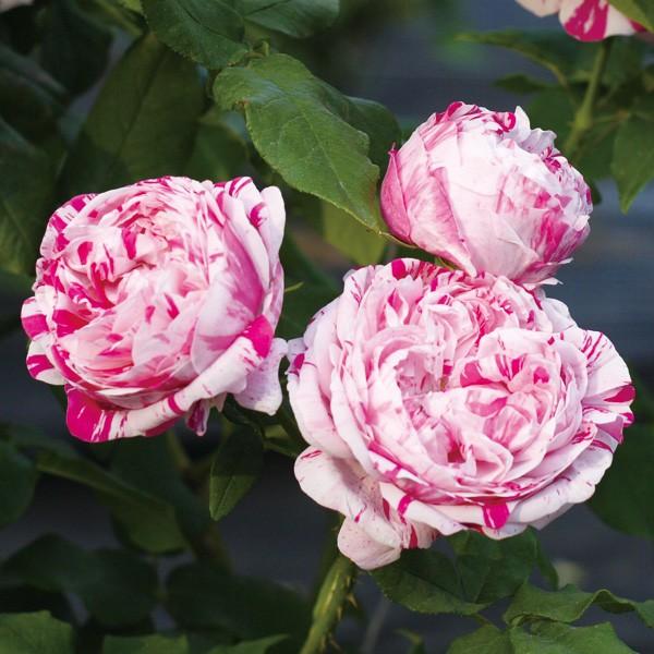 バラ苗 予約新苗 2026 ヴァリエガータ ディ ボローニャ Varierata di