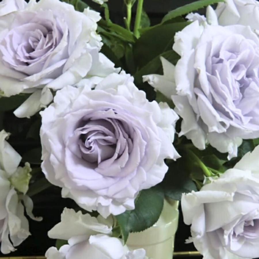 バラ苗 予約新苗 2026 亜欧 あお Ao 国産ノイバラ台木使用 | 予約新苗