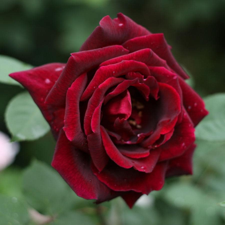 ❀ご購入前にコメントお願い致します❀　バラ　苗　メイプル1880　同梱専用 ❀ご購入前にコメントお願い致します❀ バラ 苗 メイプル1880 同梱